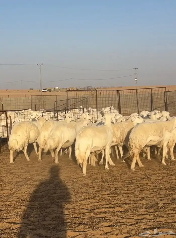 غنم حريات حرش صنف34 دفيع 10