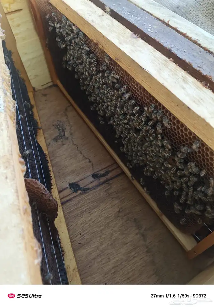 نحل فرنج للبيع 8