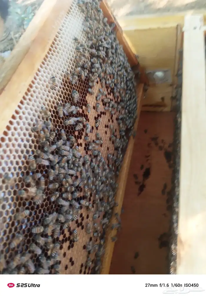 نحل فرنج للبيع 1