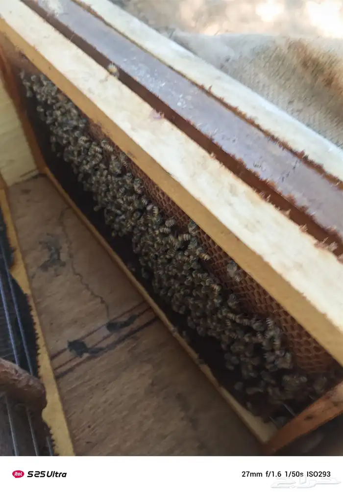 نحل فرنج للبيع 6