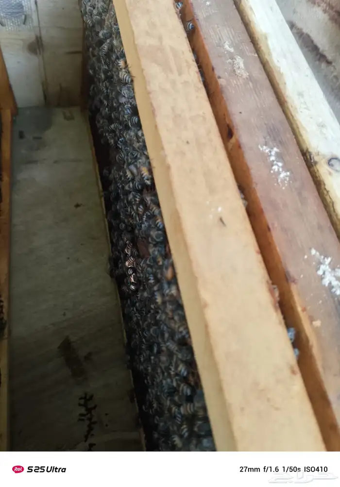 نحل فرنج للبيع 3