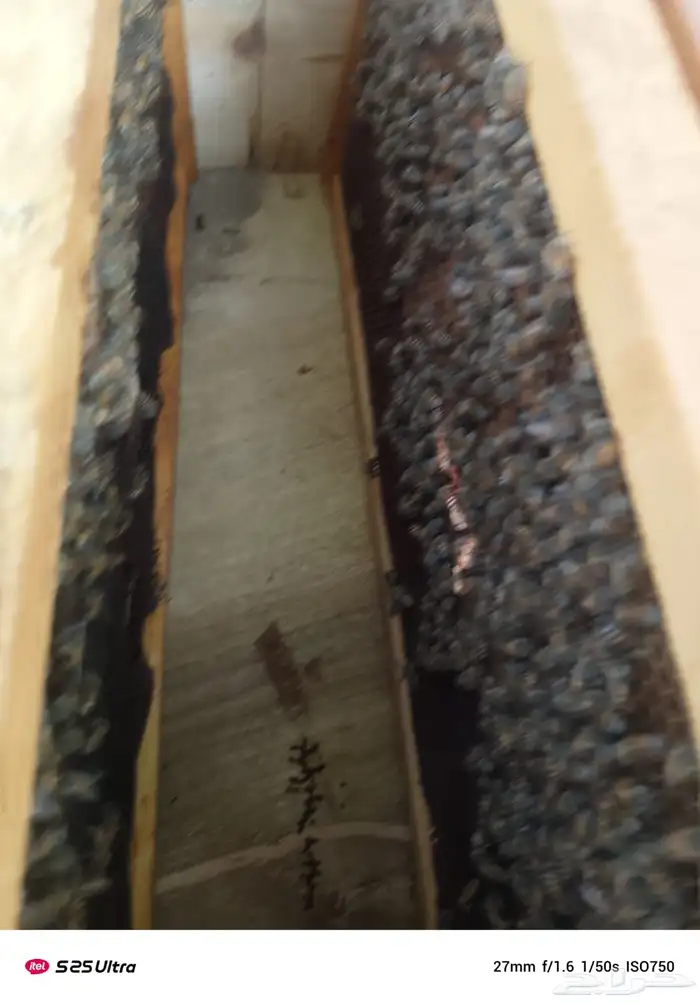 نحل فرنج للبيع 2