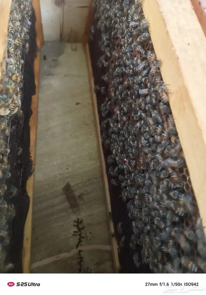 نحل فرنج للبيع 4