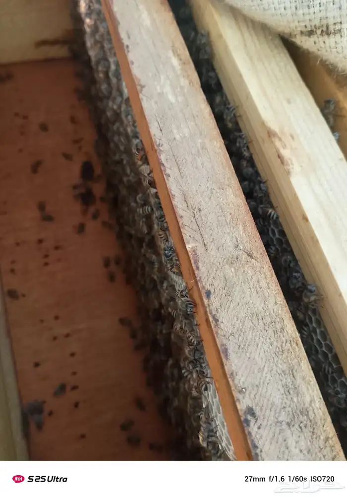 نحل فرنج للبيع 7