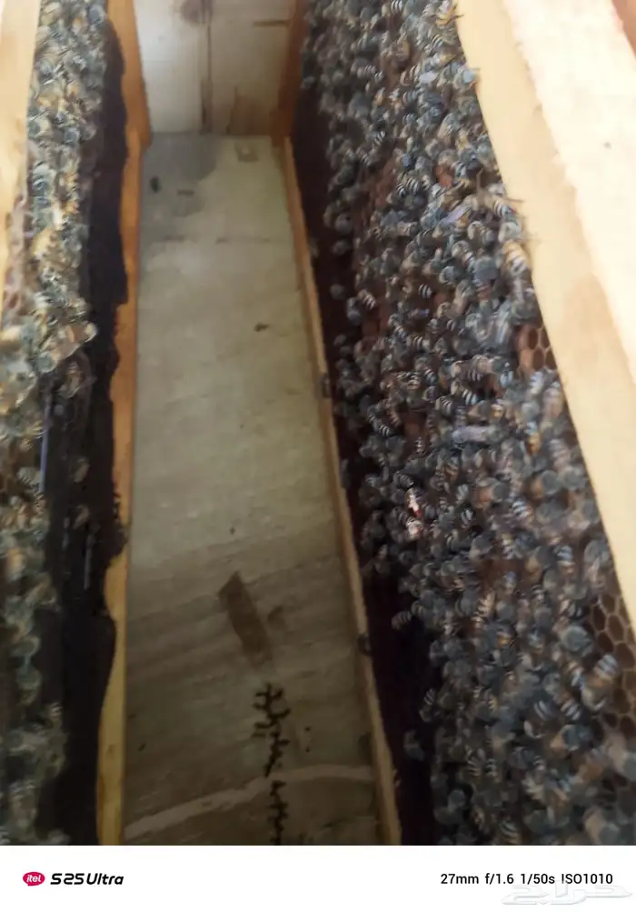 نحل فرنج للبيع 0