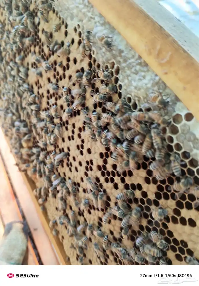 نحل فرنج للبيع 5