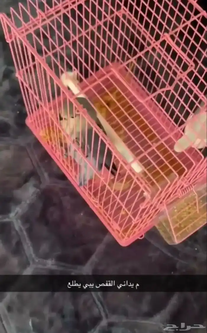 طير روز اليف وهدد 1