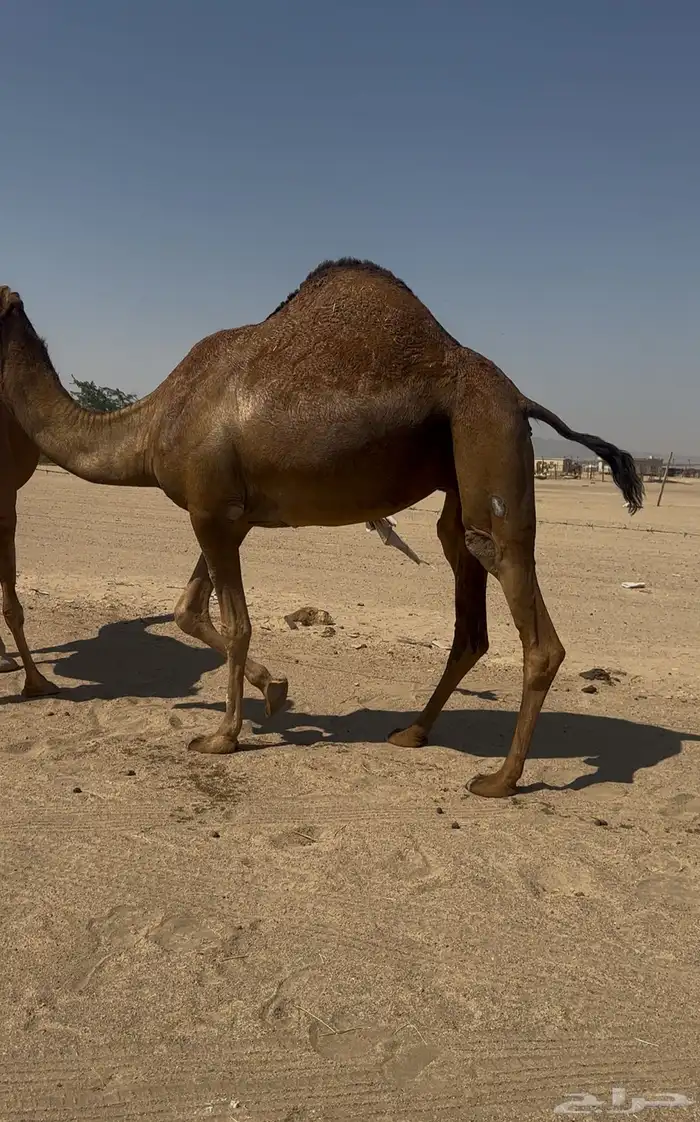 بكره دهما عكشا رباع لقحه 8