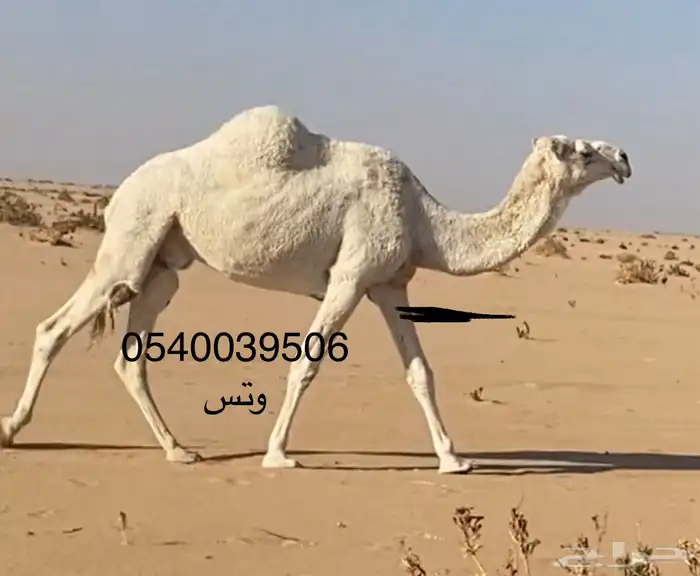 ضروبه مبيوع ولدها 0