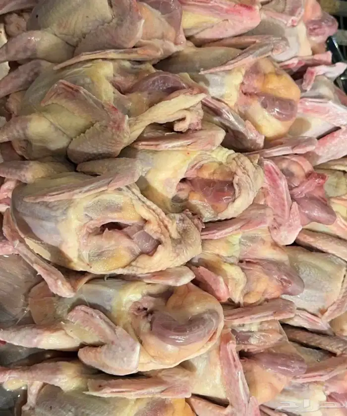 زغاليل حمام فرنسي جامبو 0