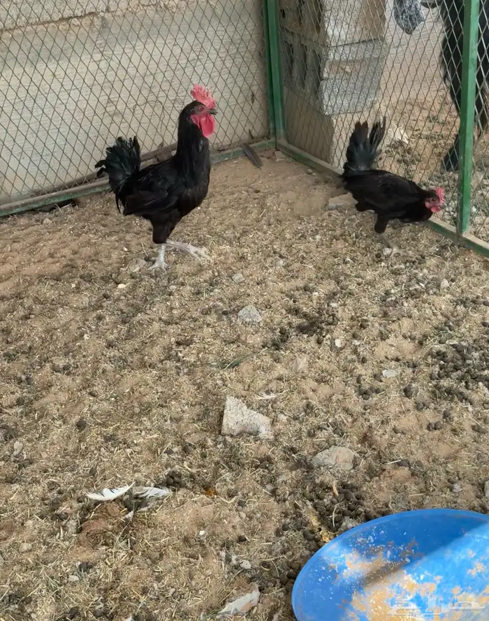 ديوك ثنين سود 0