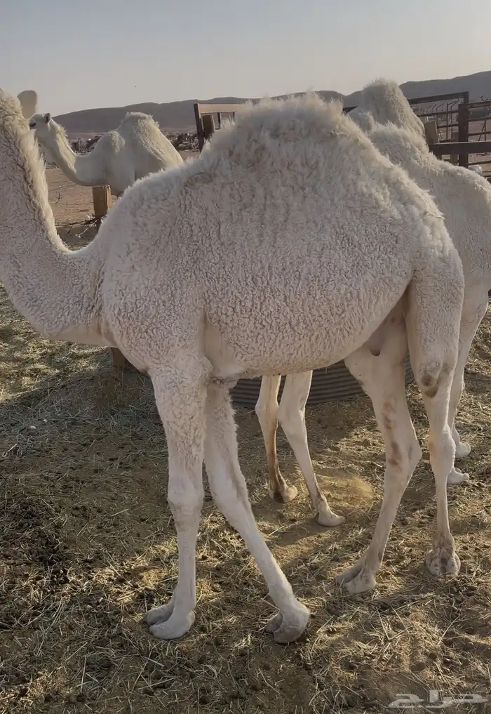 قعدان عدد 2 للبيع 0