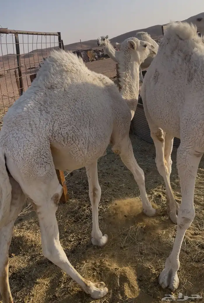 قعدان عدد 2 للبيع 1