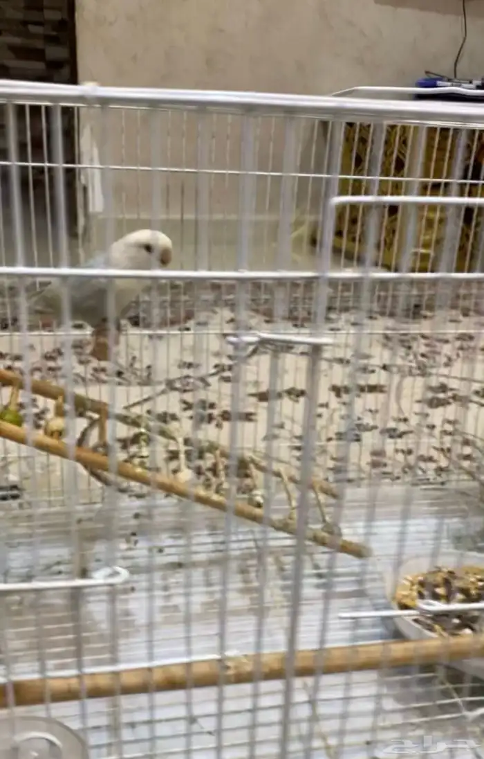 طيور روز تغريد4حبات وجاهزين للانتاج وصحه ممتازه 1