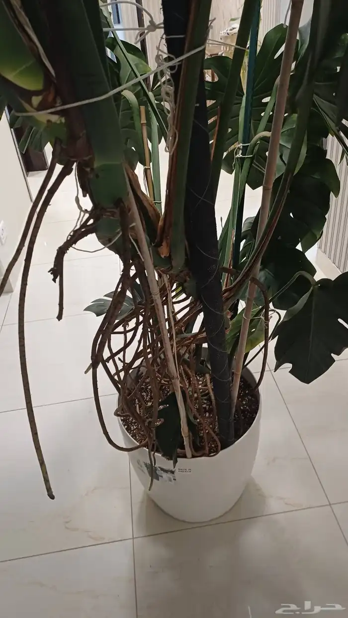 شجرة مونسترا 2