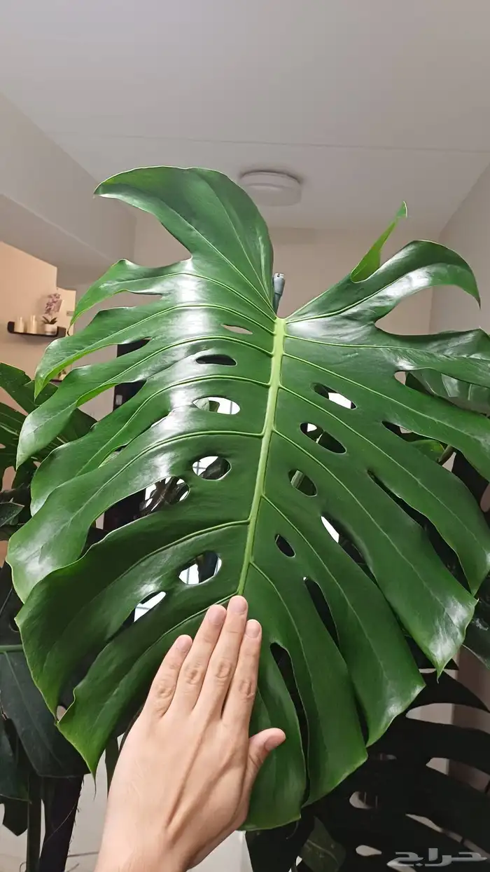 شجرة مونسترا 1