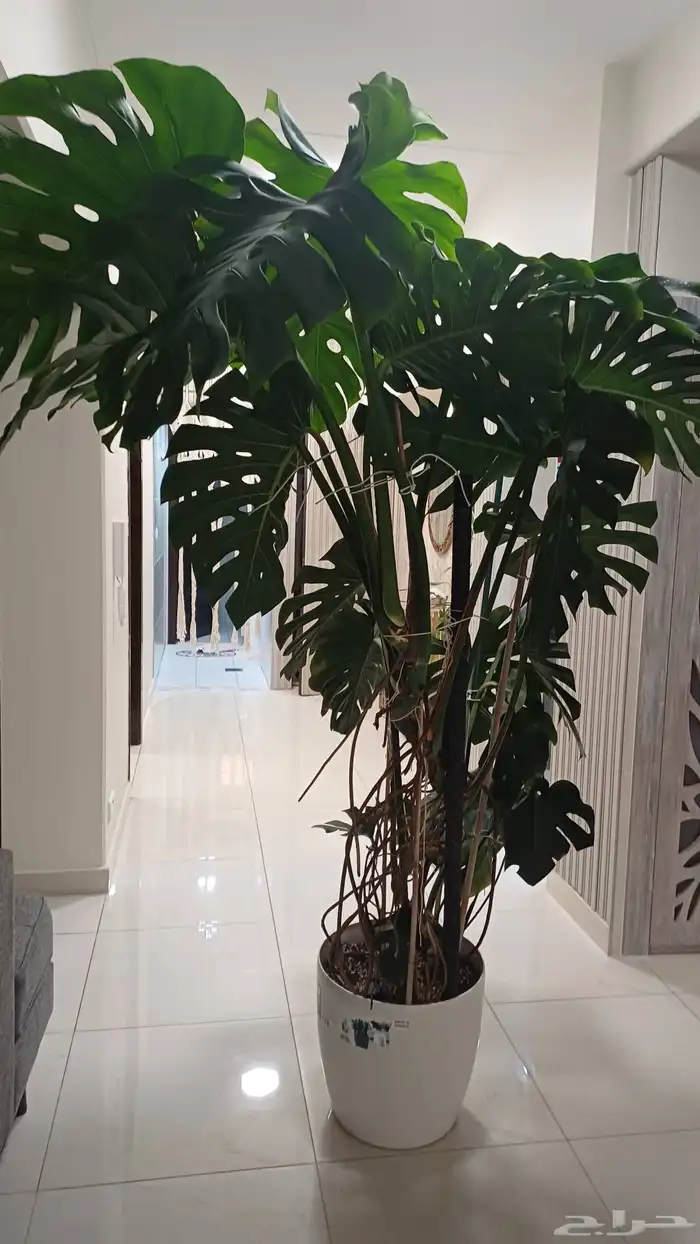 شجرة مونسترا 0