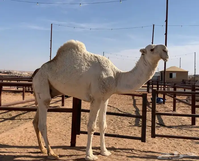 البعير الباتلي المنتج ولد الارخم 0