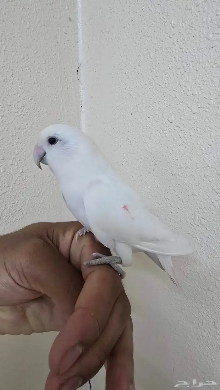 روز اليف للبيع ( تم البيع ) 0