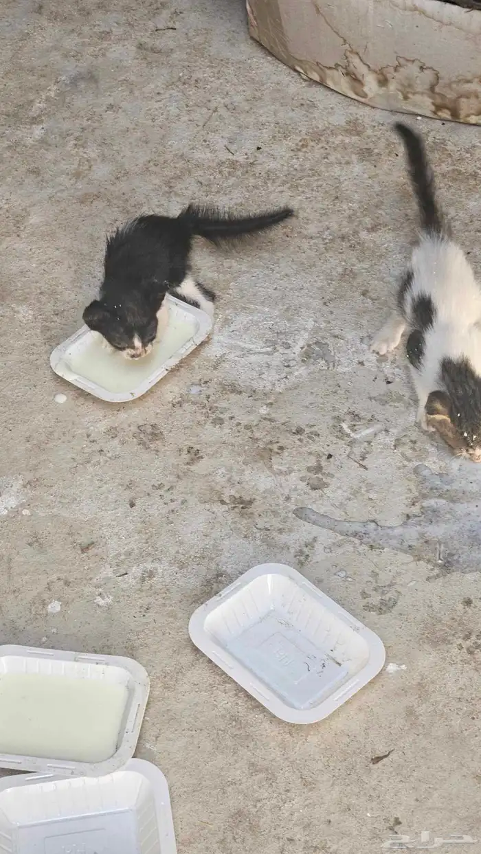 قطط صغار للتبني 0