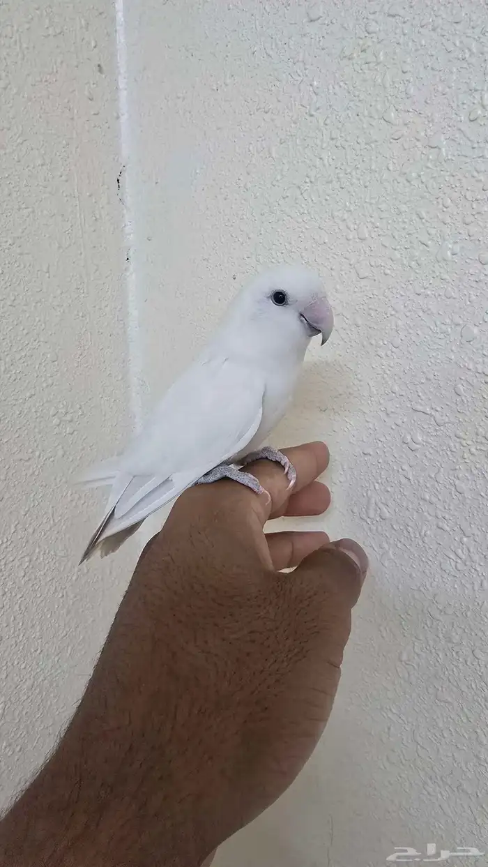 روز اليف للبيع ( تم البيع ) 1