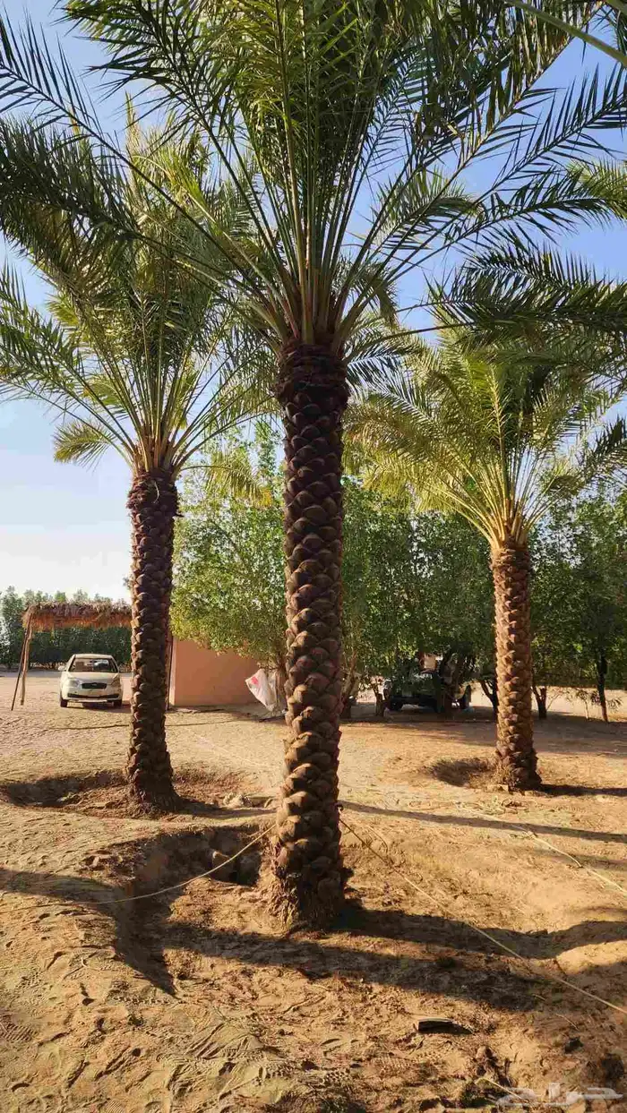 نخيل 5متر تكريب هلال 1