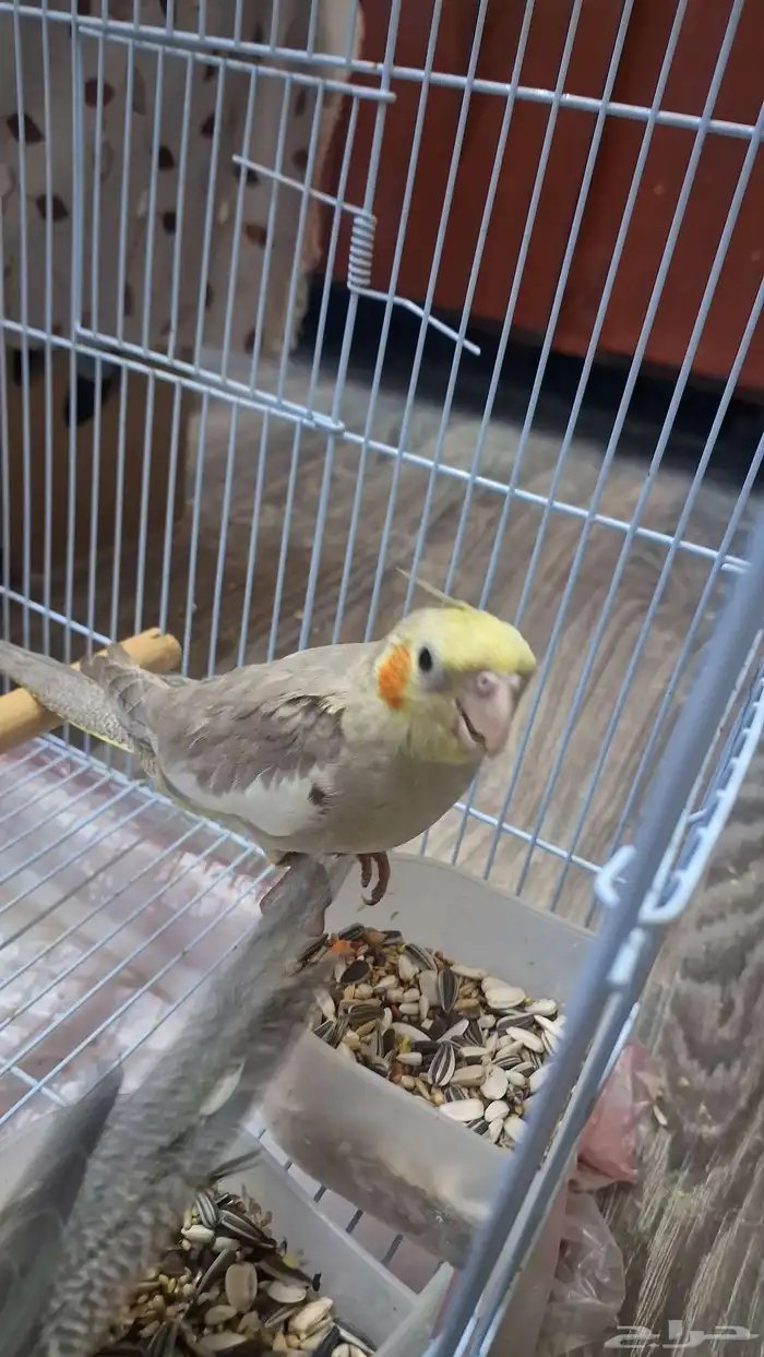 كروان أليف عدد 2 1