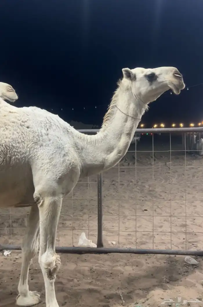 لللبيع الضريبه الكفو ع جميع الشروط 1