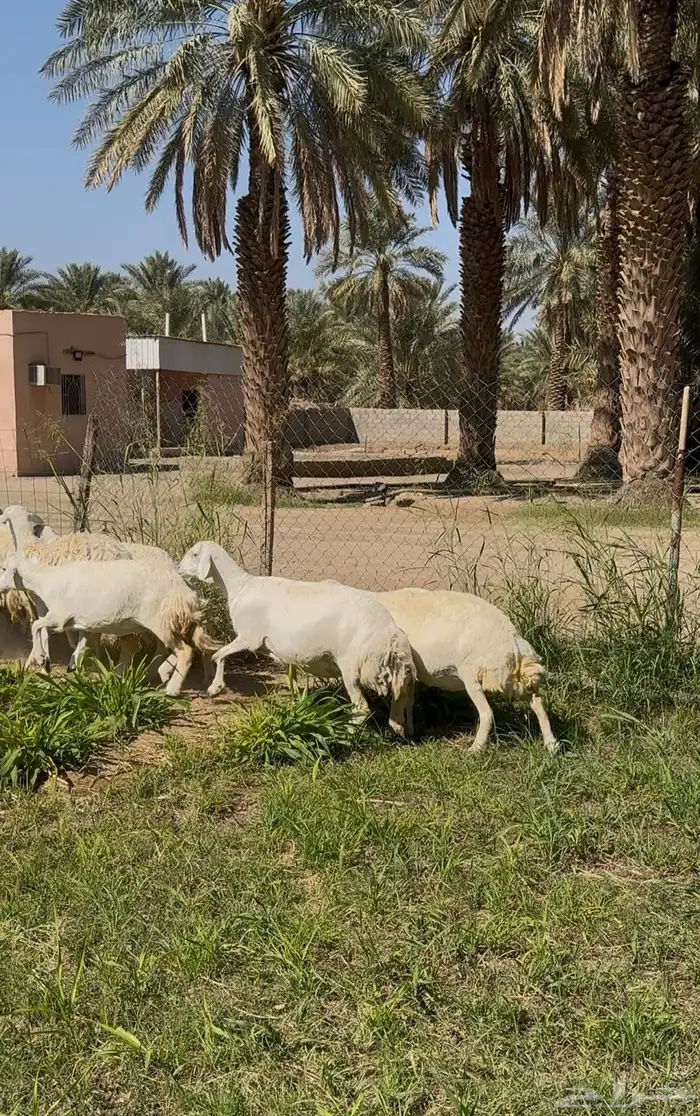 غنم صنف وجروم طيبه 1