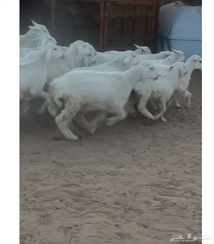 ذبائح حريات طيبات 2