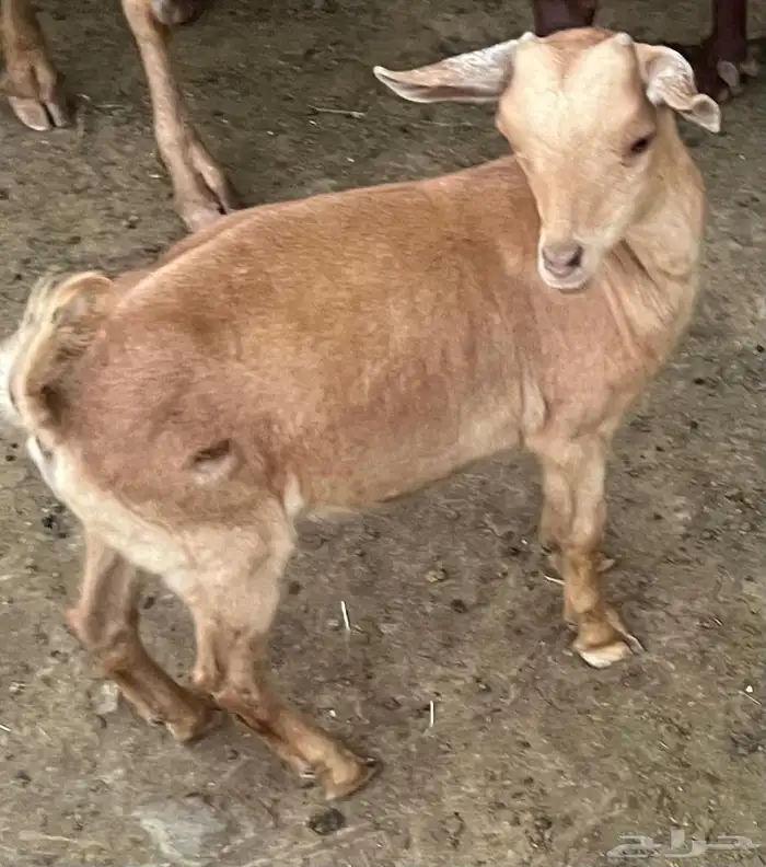 تيس قزم 6 اشهر عمر اعرضه للبيع 2