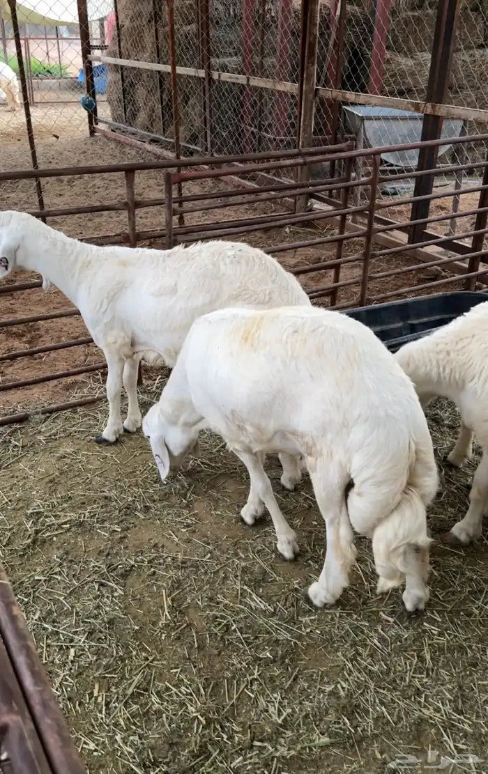 خرفان حريه كفو من 7 الى 8 اشهر مغلقه زبده ظهر وطرف 1