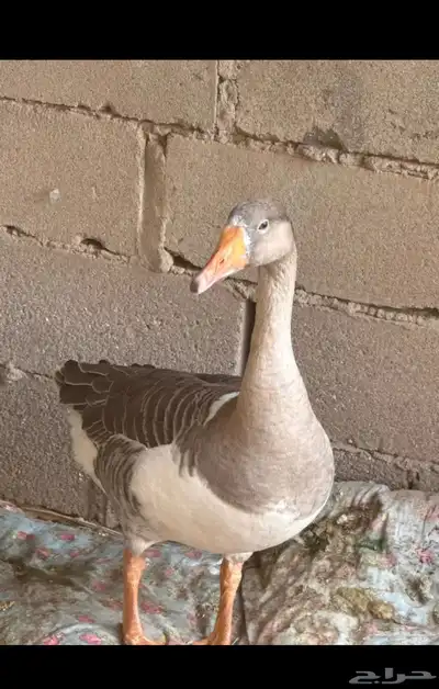 وز للبيع العدد 4 0