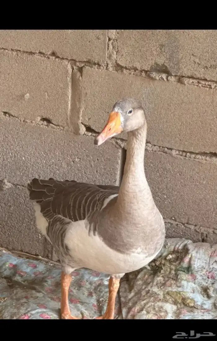 وز للبيع العدد 4 0