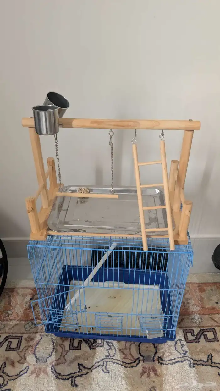 طير كروان يغرد عمره سنتين تقريبا 1