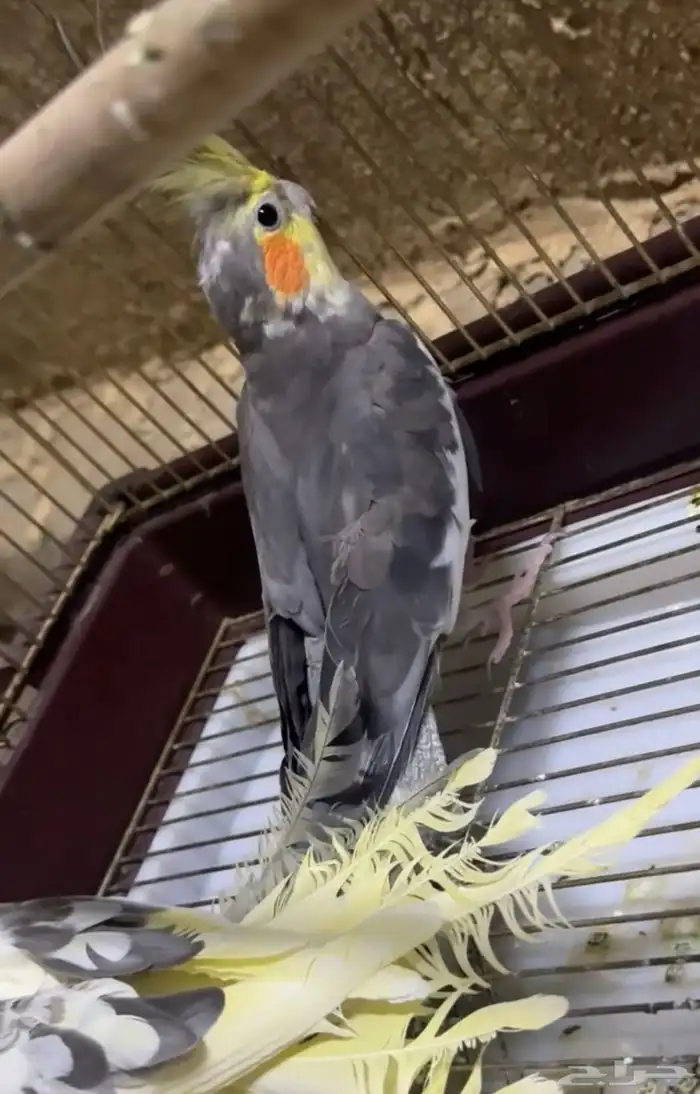 طيور كروان 0