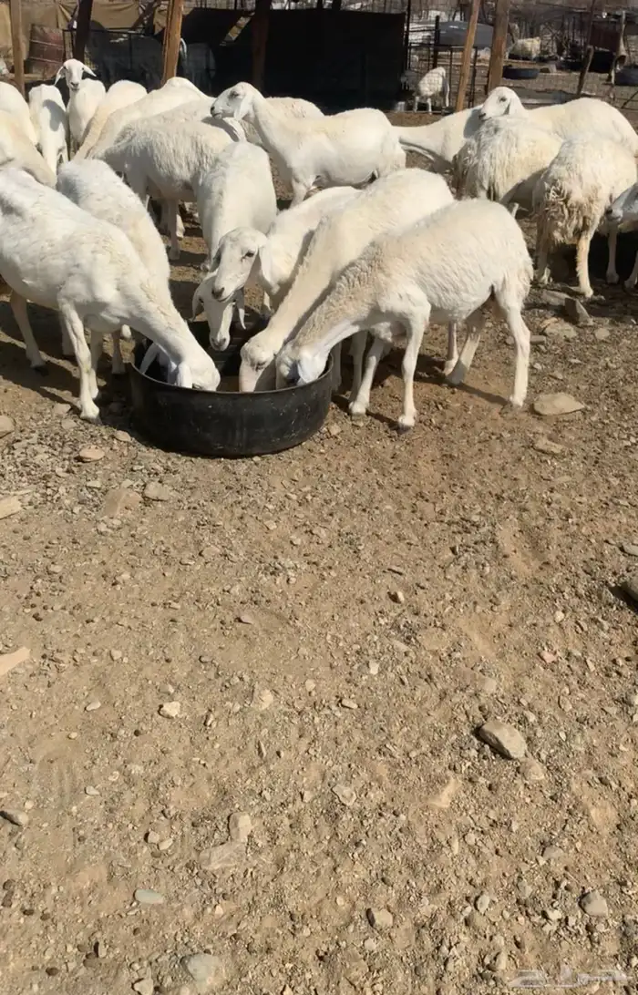 مراح حري ( مواليد ودفيع ) 3