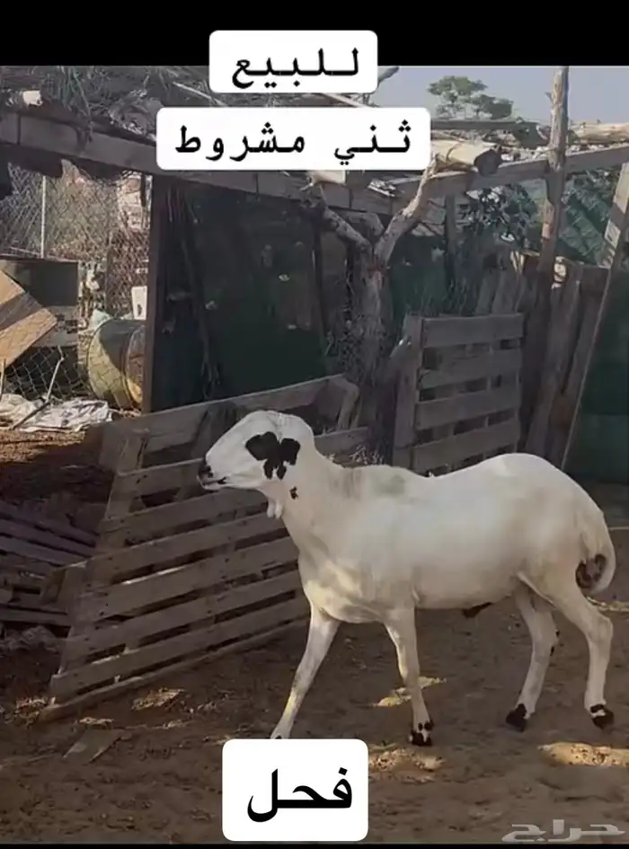فحل ثني مشروط 0