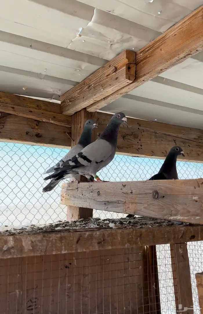 حمام زاجل طيب 1