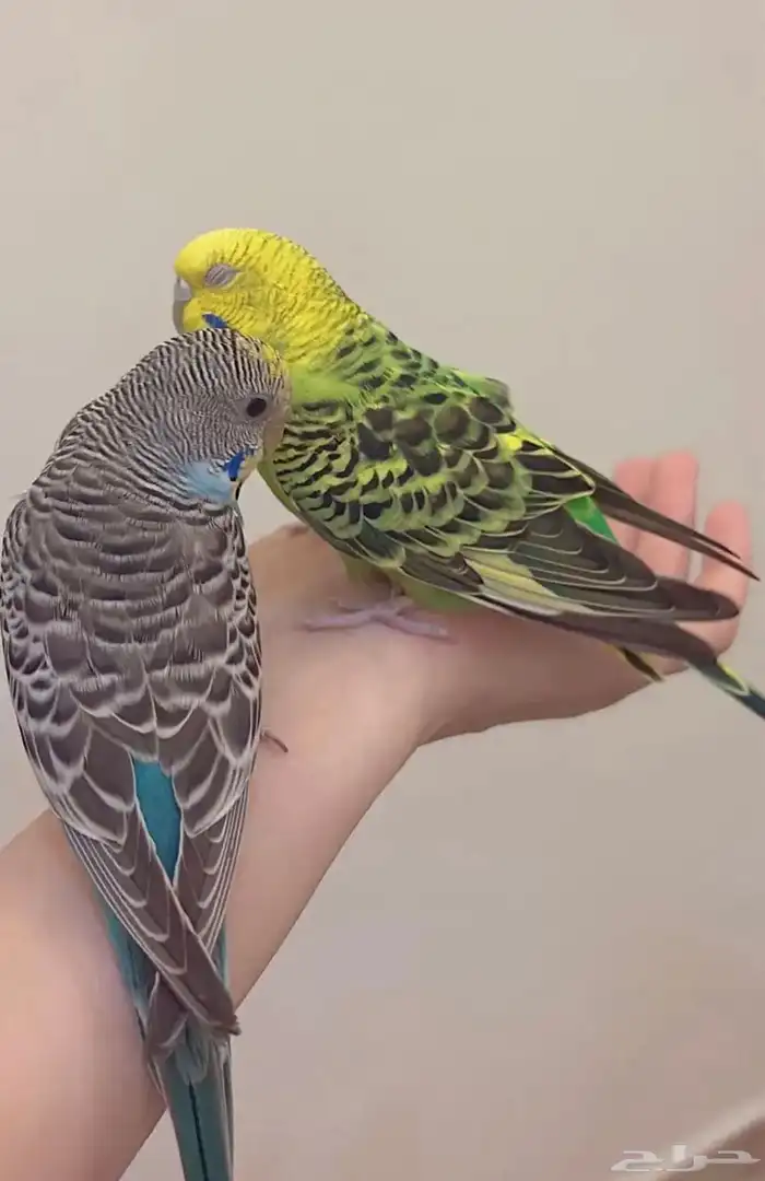 اناث بادجي 1