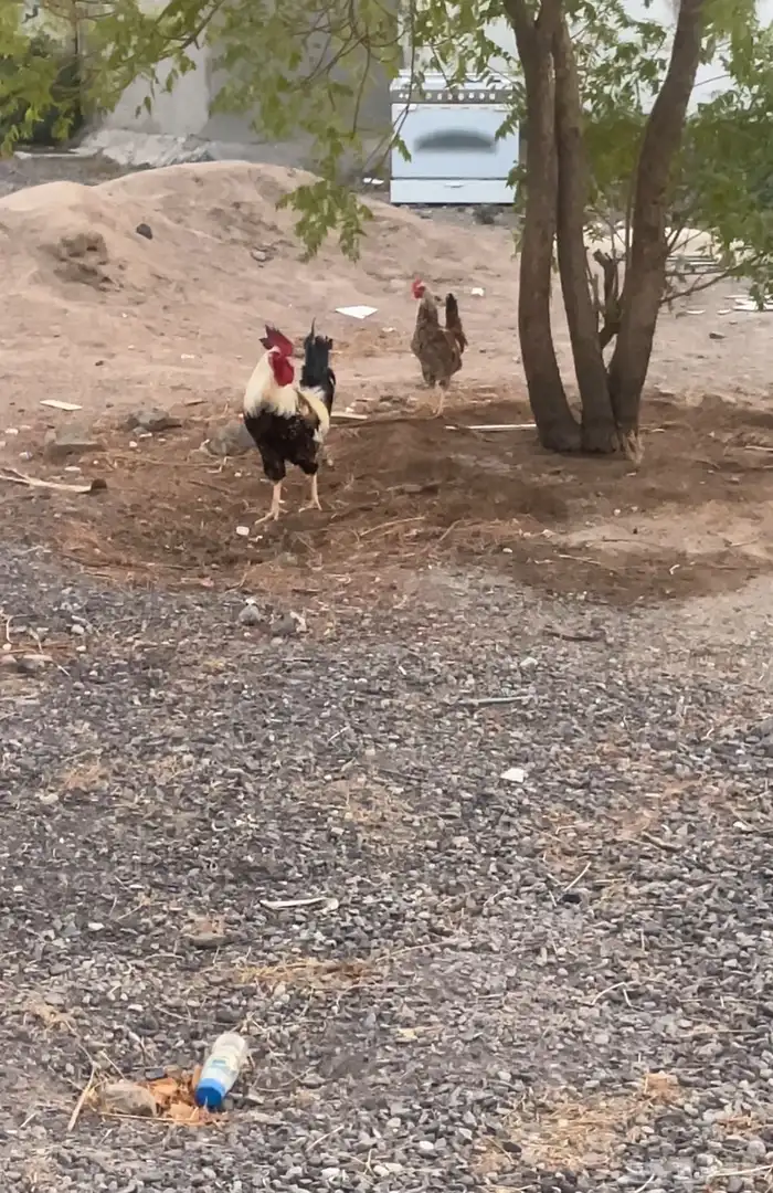 ديك عربي اصيل للبيع 0