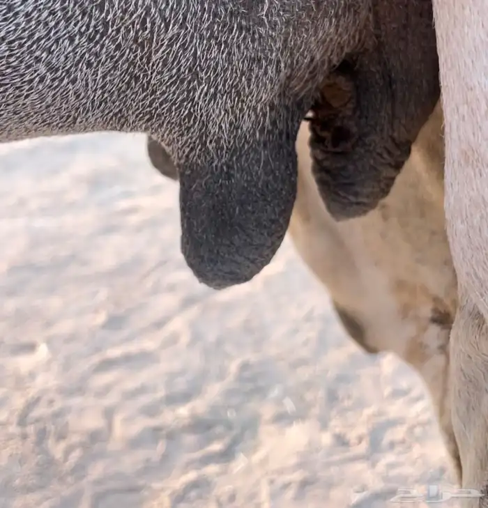 حمرا لقحه ملاقي 1