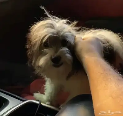 أنثى كلب شيتزو للبيع index