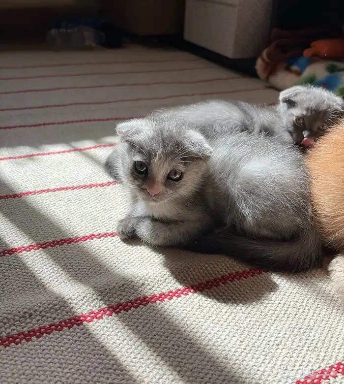 كيتن للبيع سكوتش فولد و روسي 7