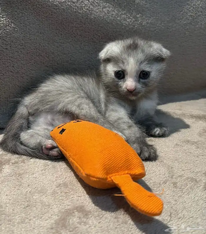 كيتن للبيع سكوتش فولد و روسي 5