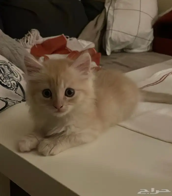 كيتن للبيع سكوتش فولد و روسي 9