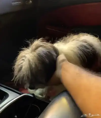 أنثى كلب شيتزو للبيع index