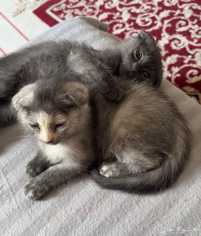 كيتن للبيع سكوتش فولد و روسي 11