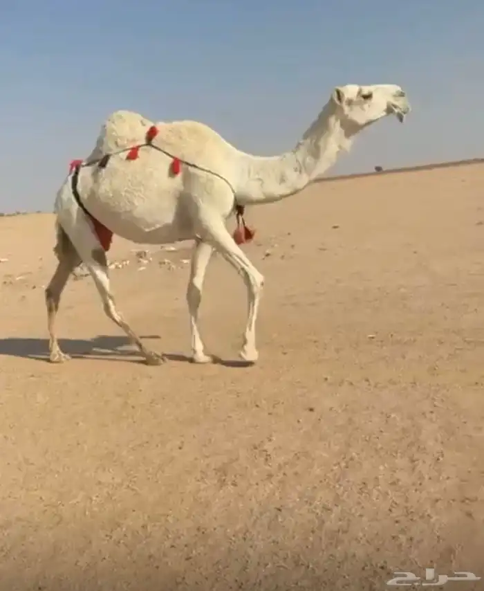 عشراء رمانيه 0