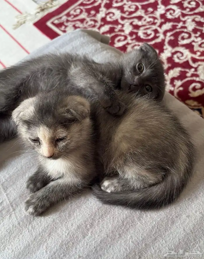 كيتن للبيع سكوتش فولد و روسي 1